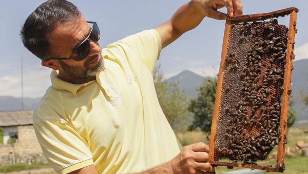 Председатель Гахского общества пчеловодов Бадраддин Хасратов - Sputnik Азербайджан