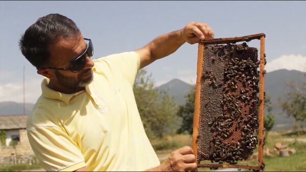 В Гахе не выбрасывают даже мертвых пчел - Sputnik Азербайджан