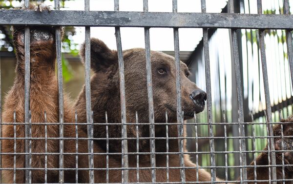 Медведь чувствует дискомфорт в тесном вольере - Sputnik Азербайджан