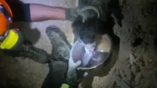 Спасение пожарными собаки из-под завалов в Италии - Sputnik Азербайджан