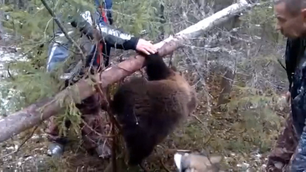Охотники вызволили медвежонка из браконьерской ловушки под Архангельском - Sputnik Азербайджан
