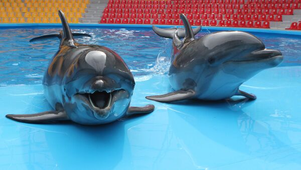 Delfinlər, arxiv şəkli - Sputnik Azərbaycan