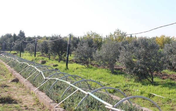 Акция по посадке оливковых деревьев - Sputnik Азербайджан