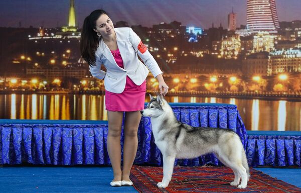 Международная выставка собак CASPIAN SEA WINNER-2016 в Баку - Sputnik Азербайджан