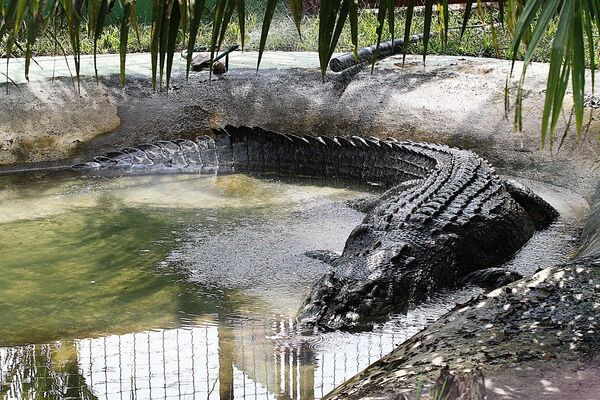 Ləqəbi Lolong olan duzlu su timsahı Ləqəbi Lolong olan duzlu su timsahı - Sputnik Azərbaycan