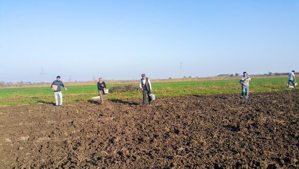 Сельские жители выполняют сезонные полевые работы, фото из архива - Sputnik Азербайджан