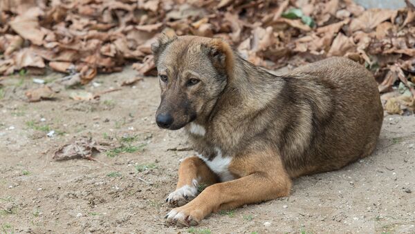 Собака, фото из архива - Sputnik Азербайджан