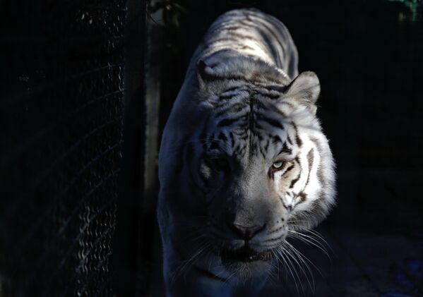 Три редких белых тигренка родились в зоопарке в Крыму - Sputnik Азербайджан