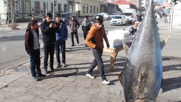 Türkiyədə balıqçıların tutuduğu nəhəng balıq - Sputnik Azərbaycan