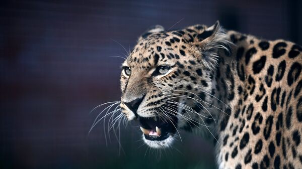 Leopard, arxiv şəkli - Sputnik Azərbaycan