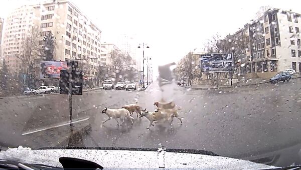 Собаки на пешеходном переходе в Баку - Sputnik Азербайджан