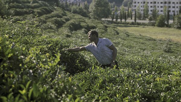 Чайная плантация - Sputnik Азербайджан