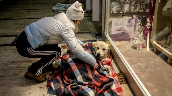 Девушка накрывает одеялом бездомную собаку в торговом центре Стамбула - Sputnik Азербайджан