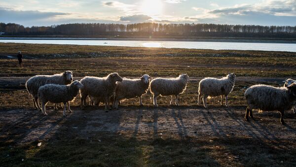 Стадо овец, фото из архива - Sputnik Азербайджан