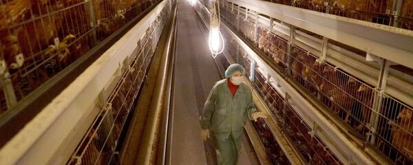 Цех для выращивания птиц, архивное фото Цех для выращивания птиц, архивное фото - Sputnik Азербайджан