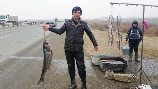 Продавец рыбы - Sputnik Азербайджан