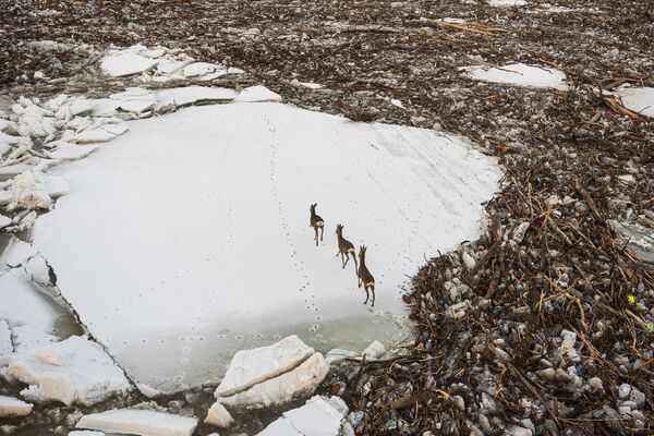 Косули на замерзшей реке в Венгрии - Sputnik Азербайджан