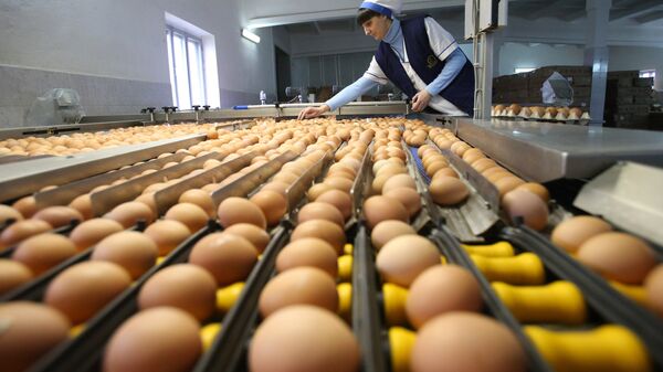 Сортировка куриных яиц, фото из архива - Sputnik Азербайджан
