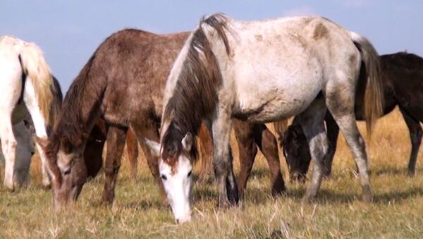 Dilbaz atları Qazax rayonunun simvollarından biridir - Sputnik Azərbaycan