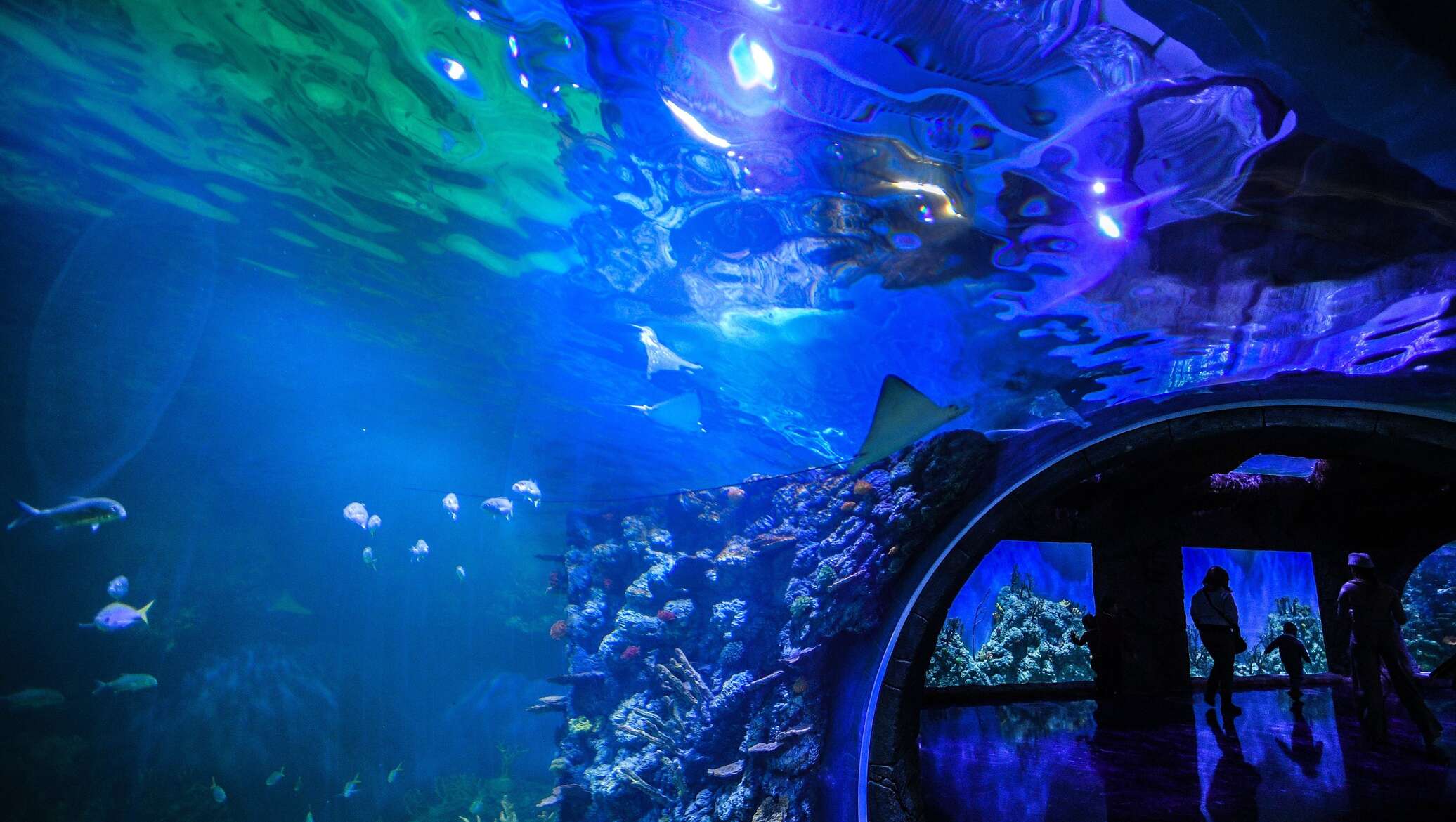 Как выглядит океанариум. Океанариум sea life бангкок. Океанариум гдыня. Океанариум вднх. Океанариум sea life бангкок.