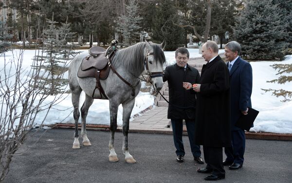Президенту России Владимиру Путину президент Кыргызстана Алмазбек Атамбаев подарил коня серой масти - Sputnik Азербайджан
