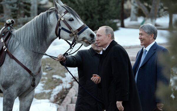 Как рассказали информированные источники, это лошадь кыргызской породы. Кличка, и жеребец это или кобыла неизвестно. - Sputnik Азербайджан