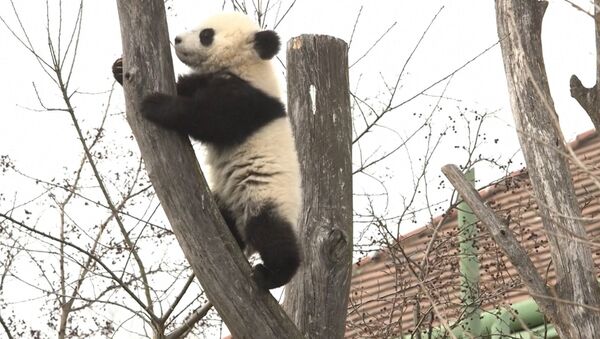 Панды в венском зоопарке - Sputnik Азербайджан