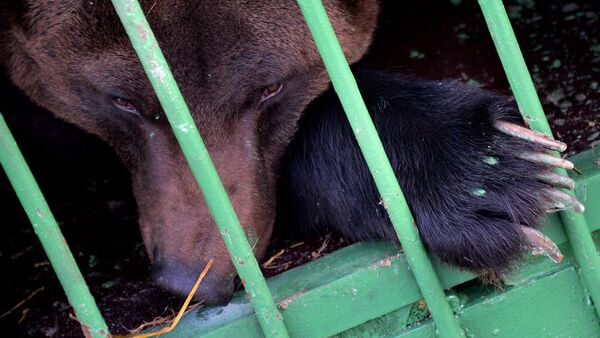 Медведь в вольере, фото из архива - Sputnik Azərbaycan