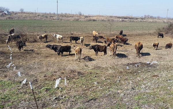 Жители деревни говорят, что нужды в пастухах у них уже нет - Sputnik Азербайджан