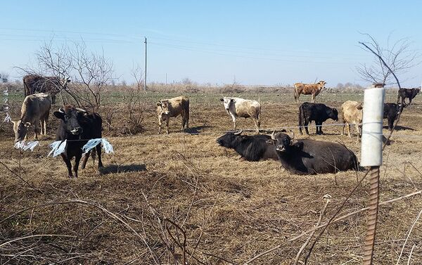 Владельцы домашнего скота выделяют под пастбище определенную территорию - Sputnik Азербайджан