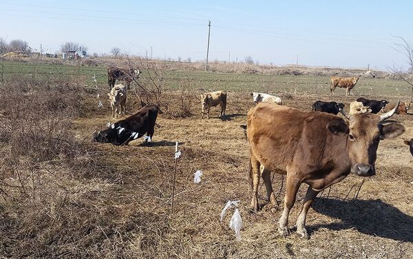 Коровы на полях селения Малбинеси Евлахского района - Sputnik Азербайджан