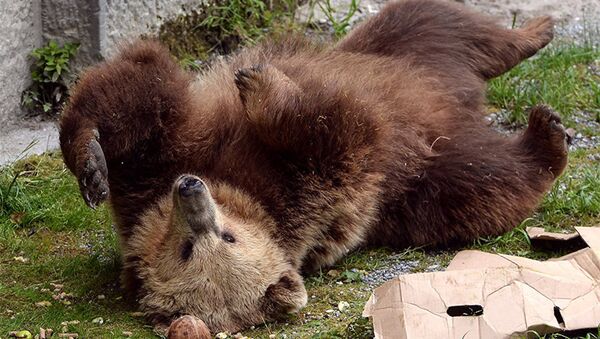 Медведь, фото из архива - Sputnik Азербайджан