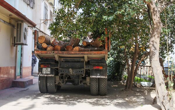 Срубленные деревья в кузове грузовой машины - Sputnik Азербайджан