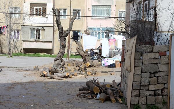 Геноцид деревьев в их дворе продолжается уже несколько дней - Sputnik Азербайджан