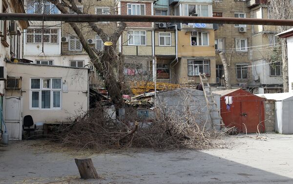 Деревья не только украшают дворы, но и очищает воздух - Sputnik Азербайджан