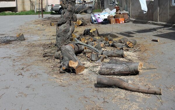 Представители управления по озеленению столицы вначале обрезали ветки всех деревьев, а потом начали вырубать и сами деревья под корень - Sputnik Азербайджан