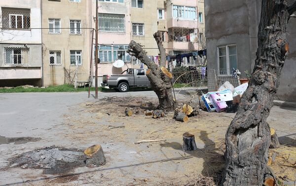 Жильцы домой своими руками посадили эти деревья - Sputnik Азербайджан
