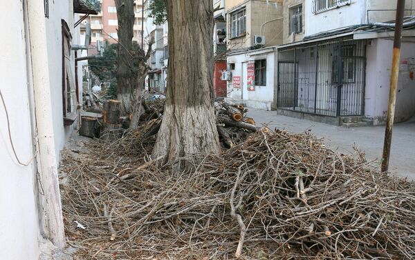 Большинство вырубленных деревьев достигали высотой четырех- или пятиэтажного дома - Sputnik Азербайджан