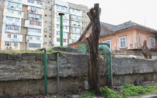 Жители сами ухаживали за каждым деревом - Sputnik Азербайджан