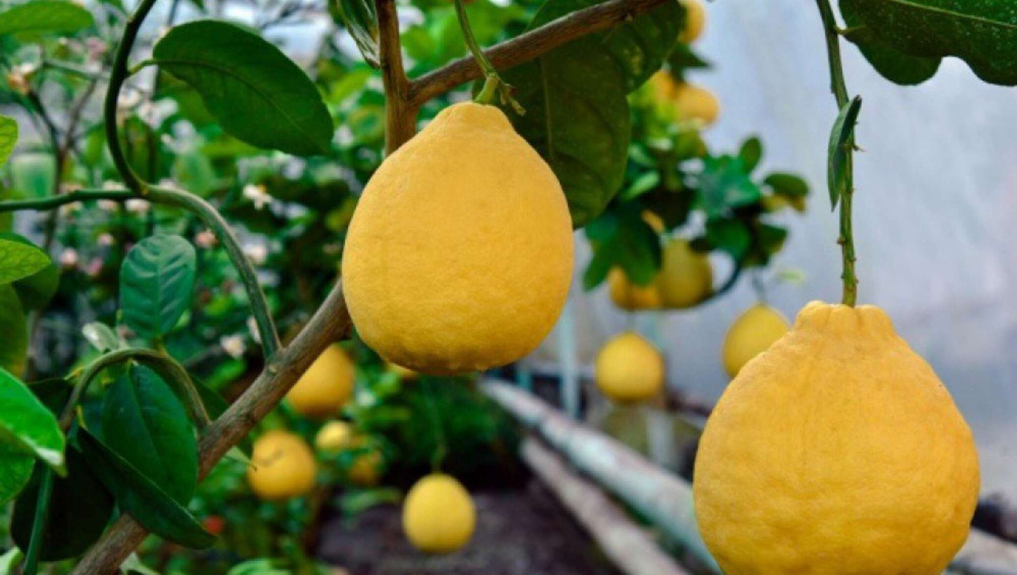 Лимонария в Узбекистане