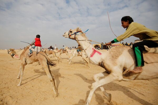 Ежегодные гонки на верблюдах в Египте - Sputnik Азербайджан