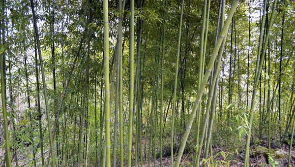 Bambuk ağacları - Sputnik Azərbaycan