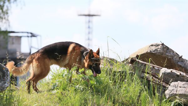 Собака во время занятий по поиску условных пострадавших под разрушенными зданиями - Sputnik Азербайджан