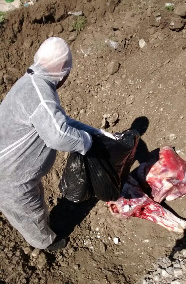 Сотрудники ГСВК уничтожили 46 килограммов падали Сотрудники ГСВК уничтожили 46 килограммов падали - Sputnik Азербайджан