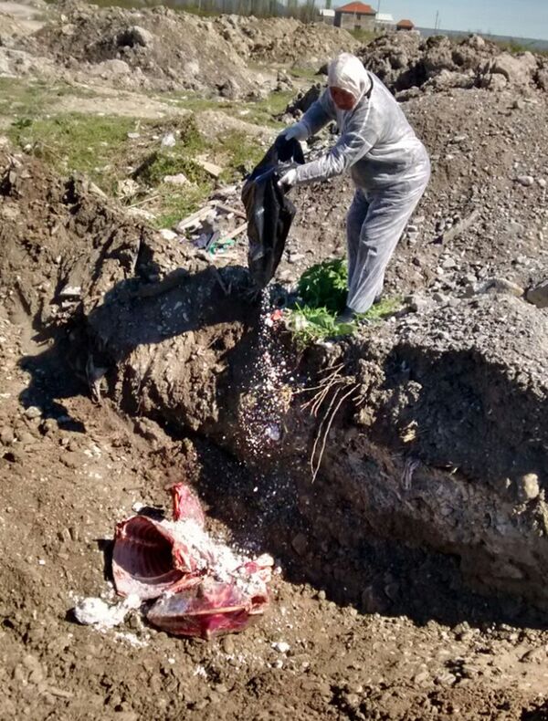 Ветеринары взяли пробы мяса и направили их в Республиканскую ветеринарную лабораторию Ветеринары взяли пробы мяса и направили их в Республиканскую ветеринарную лабораторию - Sputnik Азербайджан