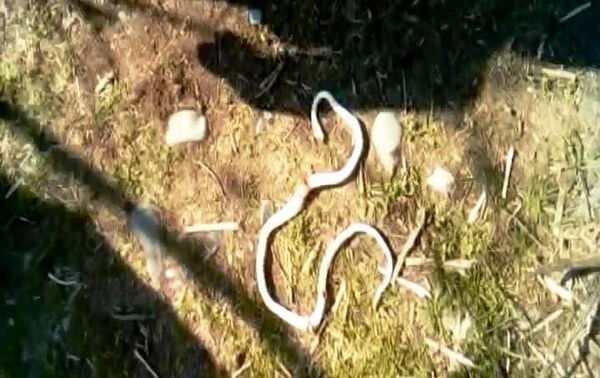 Змеи в деревне Мамайлы Габалинского района - Sputnik Азербайджан