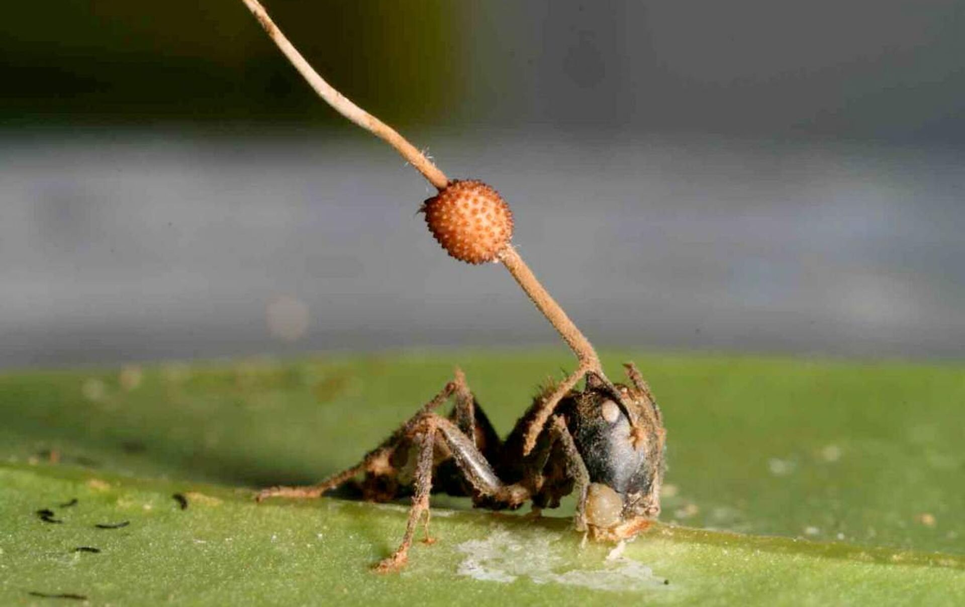Кордицепс муравей
