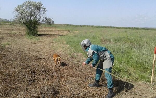 К операциям также привлечены служебные собаки - Sputnik Азербайджан