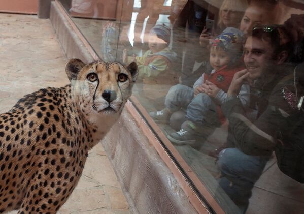 Гепард в частном зоопарке в Украине - Sputnik Азербайджан