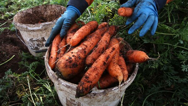 Сбор урожая моркови в Белоруссии - Sputnik Azərbaycan